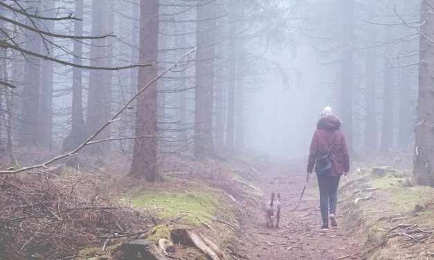 In This Ghost Forest