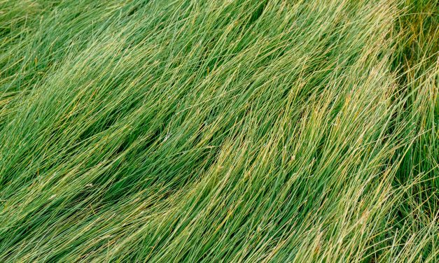The Grass Can Still Be Yours