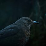 A Fall of Blackbirds