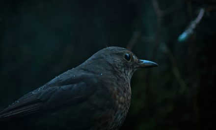 A Fall of Blackbirds