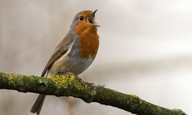 Song Bird