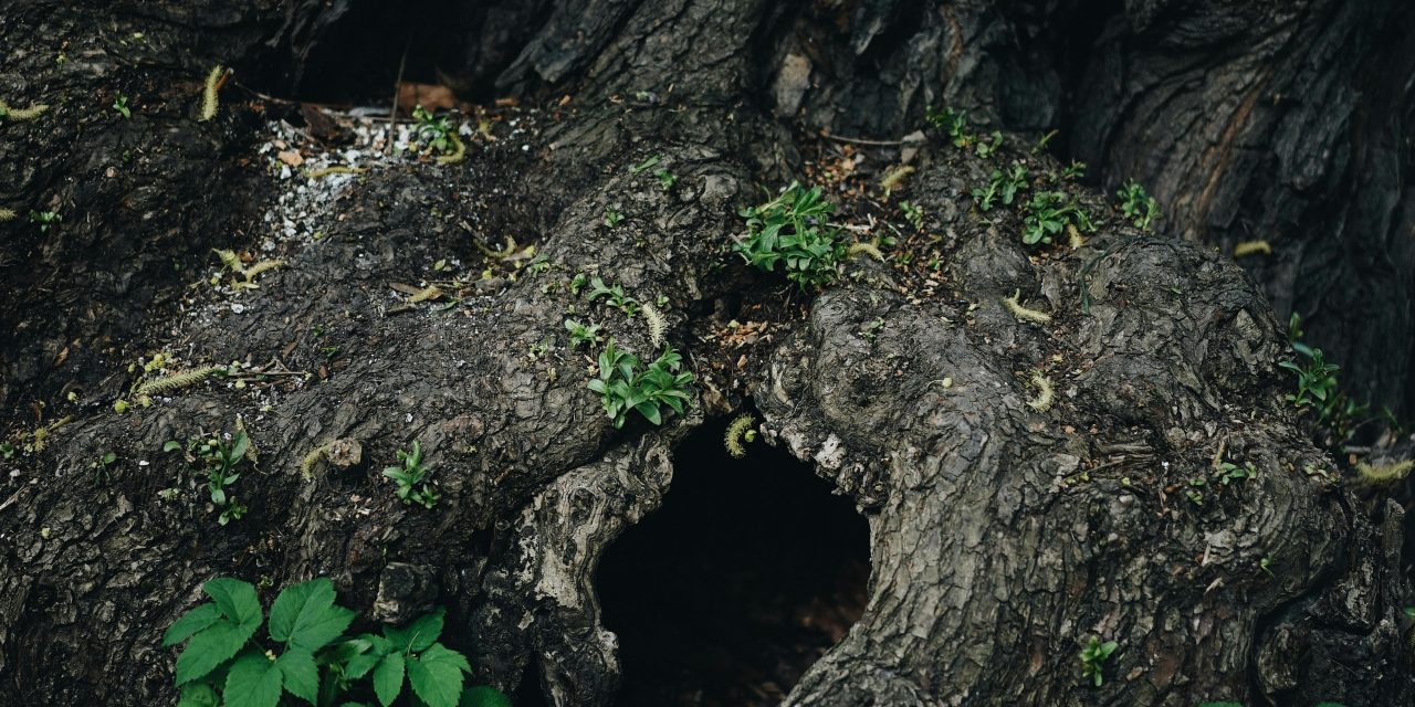 A Hollow Tree