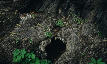 A Hollow Tree